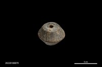 藏品(陶紡輪)的圖片